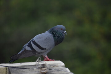 The domestic pigeon is a pigeon subspecies that was derived from the rock dove or rock pigeon. The rock pigeon is the world's oldest domesticated bird. Mesopotamian cuneiform tablets mention the domes