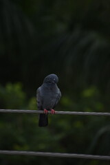 The domestic pigeon is a pigeon subspecies that was derived from the rock dove or rock pigeon. The...