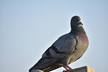 The domestic pigeon is a pigeon subspecies that was derived from the rock dove or rock pigeon. The rock pigeon is the world's oldest domesticated bird. Mesopotamian cuneiform tablets mention the domes