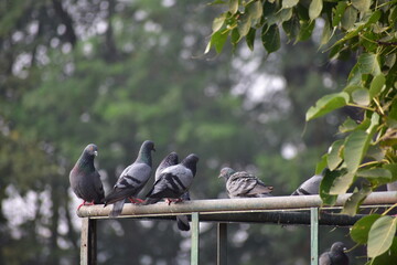 The domestic pigeon is a pigeon subspecies that was derived from the rock dove or rock pigeon. The rock pigeon is the world's oldest domesticated bird. Mesopotamian cuneiform tablets mention the domes