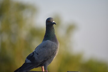 The domestic pigeon is a pigeon subspecies that was derived from the rock dove or rock pigeon. The rock pigeon is the world's oldest domesticated bird. Mesopotamian cuneiform tablets mention the domes