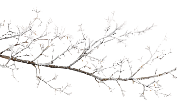 A close-up of frost-covered branches in winter creating a beautiful scene Isolated on Transparent Background PNG
