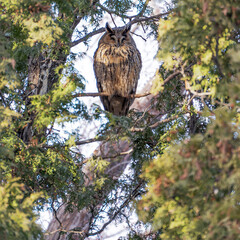 Obraz premium Square photo of the long-eared owl Asio otus, sleeping on a branch in a thicket of thuja against the sky and illuminated by the setting sun.