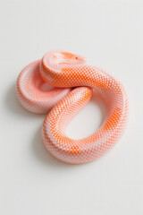 Fototapeta premium Aesthetics Snake, Background, Bright Gentle Snake, Beautiful photo of a reptile, Aesthetics Year of Snakes, Python, Boa Constrictor,