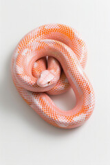 Fototapeta premium Aesthetics Snake, Background, Bright Gentle Snake, Beautiful photo of a reptile, Aesthetics Year of Snakes, Python, Boa Constrictor,