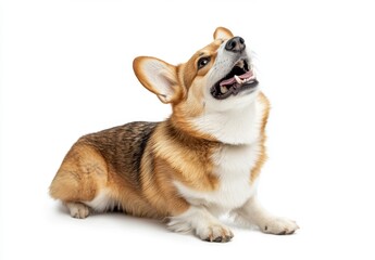 Corgi sitting, smiling dog isolated on white background Generative AI