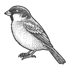 Sparrow Hand-Drawn Vector, Graphic Style, Cartoon Illustration, Black and White, Sketch Style, Isolated on White Background