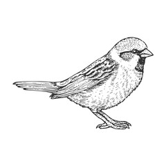 Sparrow Hand-Drawn Vector, Graphic Style, Cartoon Illustration, Black and White, Sketch Style, Isolated on White Background