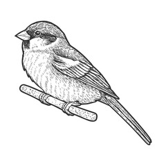 Sparrow Hand-Drawn Vector, Graphic Style, Cartoon Illustration, Black and White, Sketch Style, Isolated on White Background
