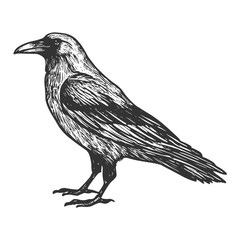 Raven Hand-Drawn Vector, Graphic Style, Cartoon Illustration, Black and White, Sketch Style, Isolated on White Background