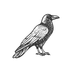 Raven Hand-Drawn Vector, Graphic Style, Cartoon Illustration, Black and White, Sketch Style, Isolated on White Background