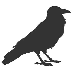 Raven Silhouette Illustration, Black Bird Sketch, Isolated