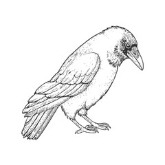 Raven Hand-Drawn Vector, Graphic Style, Cartoon Illustration, Black and White, Sketch Style, Isolated on White Background