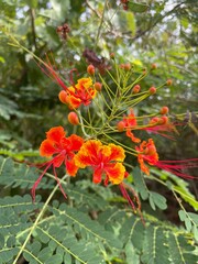 Red flower in jungle
