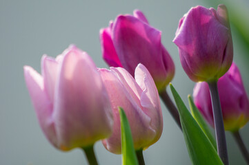 purple tulips in the garden