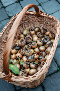 Medlars