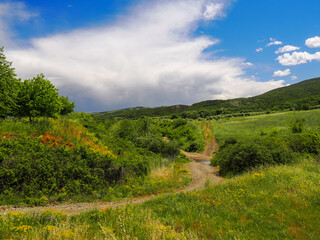 Obraz premium Calm scenic photography of path or train in meadow landscape in temperate climate zone. Summer bright day with lush vegetation, green and yellow, short trees, blue sky with white gentle clouds