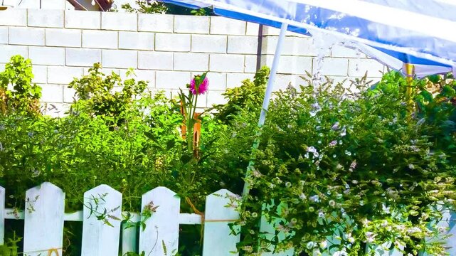 Blue beach umbrella in the garden