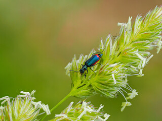 close up photography of metallic colored malachite beetle Malachius bipustulatus seating on the top of white blooming grass. Blurred homogeneous background