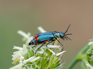 Macro photo of metallic colored malachite beetle Malachius bipustulatus seating on top of blooming grass. Blurred homogeneous background