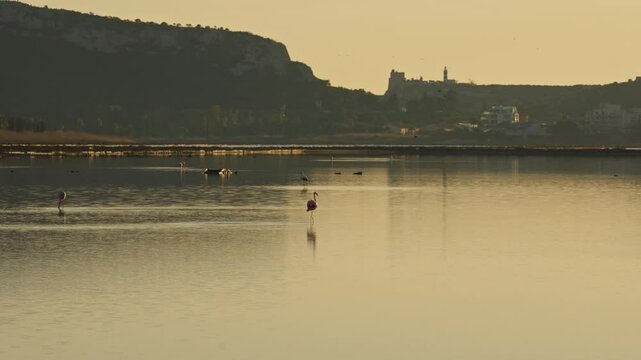 Pink Flamingos in Cagliari sunset, Italy Sardegna