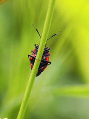 Funny macro photography of black and red beetle hiding behind thin green grass blade. Beetle is wider than a blade, so it's visible. Green grass blade, black and red insect and green blurred backgroun