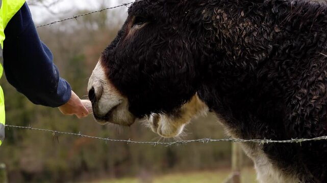 vid&eacute;o avec une personne donnant du pain &agrave; ses &acirc;nes, par temps gris en hiver