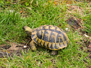 Picture of tortoise Testudo hermanni, hermann's tortoise ora greek tortoise, species native to Europe. Tortoise is feeding on green fresh grass