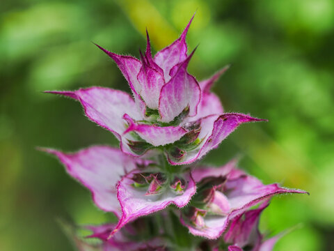 Clary sage, Salvia sclarea flower close up picture. Purple delicate petals on green blurred background