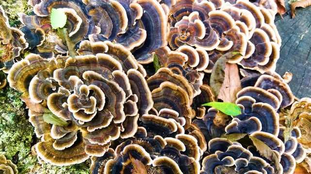 A closeup of Turkey tail Mushroom Covering a logs.  Brown shelf mushroom growing on a tree trunk in a forest
