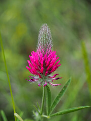 Trifolium or red clover flower close up photo, isolated on blurred green background. Hued pink flowers, green leaves 