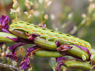 Close up picture of xylena exsoleta or sword-grass moth caterpillar of green body, with red, white and black dotted stripes, sitting and feeding on flower, blurred background