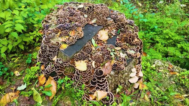A closeup of Turkey tail Mushroom Covering a logs.  Brown shelf mushroom growing on a tree trunk in a forest
