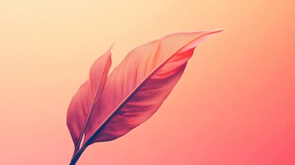 Red leaf is shown on a pink background. The leaf is the main focus of the image, and it is delicate and intricate. The pink background adds a sense of warmth and softness to the scene