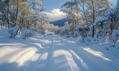 Obraz premium Pristine Snowy Trail in the Outback Surrounded by Frost-Laden Trees