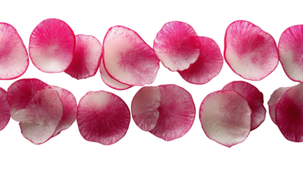 Delicate pink and white rose petals elegantly arranged on a white background for artistic decor