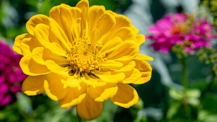 Yellow zinnia is genus of plants of tribe Heliantheae within family Asteraceae. Garden plants and...