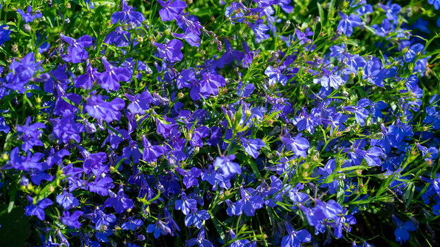 Blue trailing lobelia sapphire flowers is genus of flowering plants in the family Campanulaceae. Garden plants and floriculture or flower growing