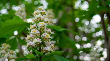 Blooming horse chestnut on green bokeh or blurred background. Flowers of chestnuts tree in spring time. Spring concept for natural design