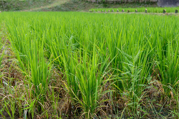 Obraz premium 田んぼ、稲、稲作