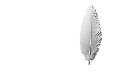 A delicate white feather gently resting on a soft surface, illuminated by natural light