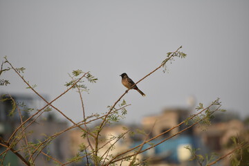 Red Vented Bulbul