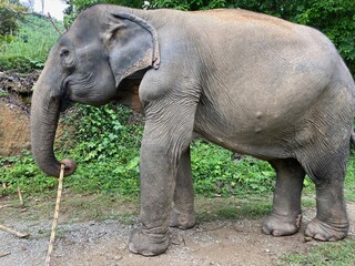 Fototapeta premium Elephants of Phuket