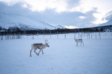 Voyage a tromso Norvège pole nord