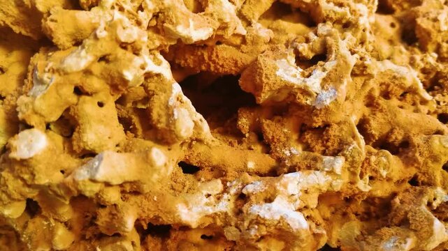 A fragment of fossilized colonial coral lying on the ground, searching for fossils. fossilized coral background