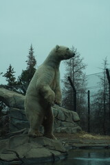 Standing Polar Bear
