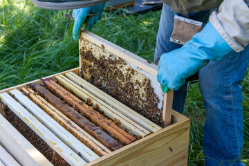 Apiculture - Apiculteur tenant un cadre de cire au dessus d'une ruche, lors d'une visite sanitaire et inspection du rucher
