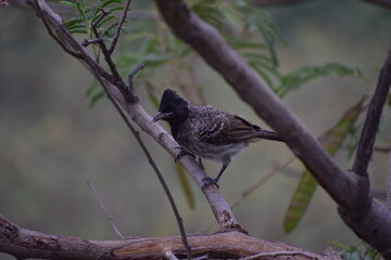 Red Vented Bulbul