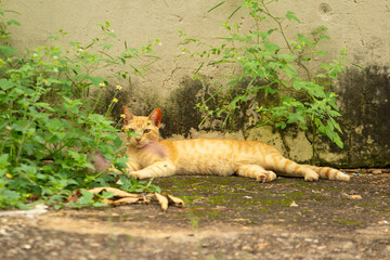 Um gatinho ruivo, sem lar, deitado, descansando na calçada entre o capim.