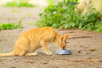Um gato ruivo, comendo ração no potinho, na calçada de concreto, com fundo desfocado.